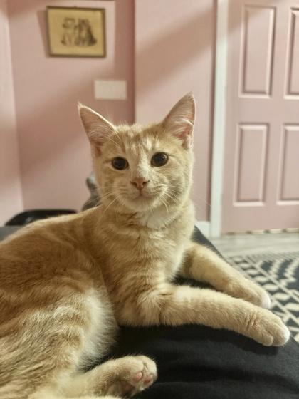 Bob, Adoptable, Kitten Male Domestic Short Hair & Domestic Short Hair.