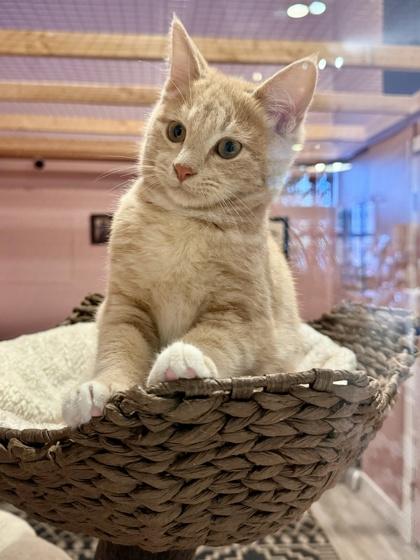 Bob, a Adoptable mixed breed in San Diego, CA image 2/3