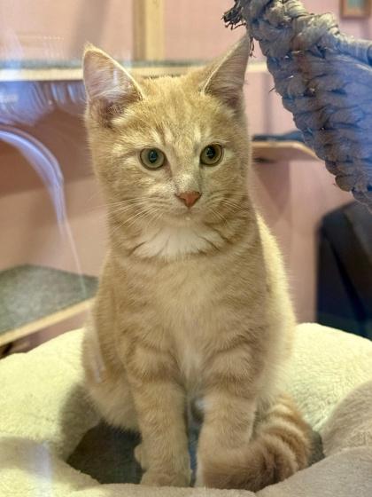 Bob, a Adoptable mixed breed in San Diego, CA image 3/3