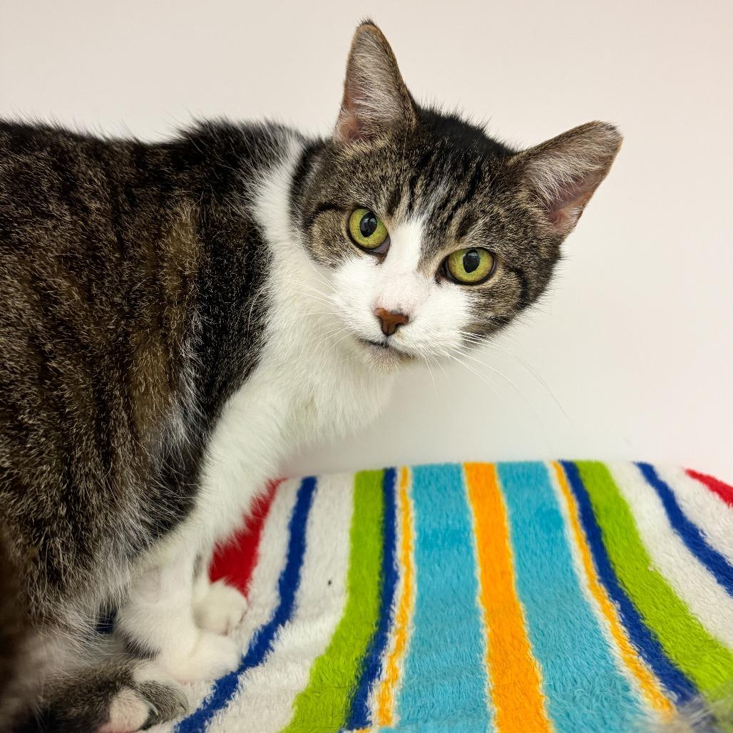 Google, Adoptable, Adult Female Domestic Short Hair.