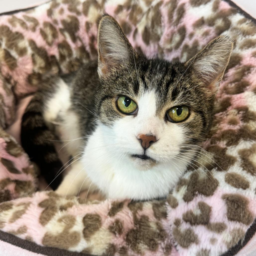 Enlarge Google, a Adoptable Domestic Short Hair in Fort Wayne, IN image 5/6