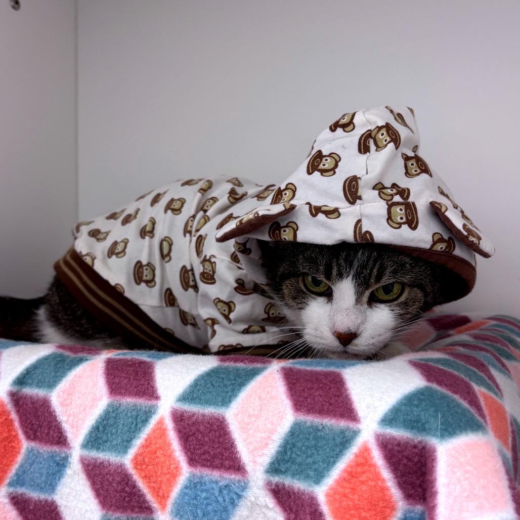 Enlarge Google, a Adoptable Domestic Short Hair in Fort Wayne, IN image 6/6