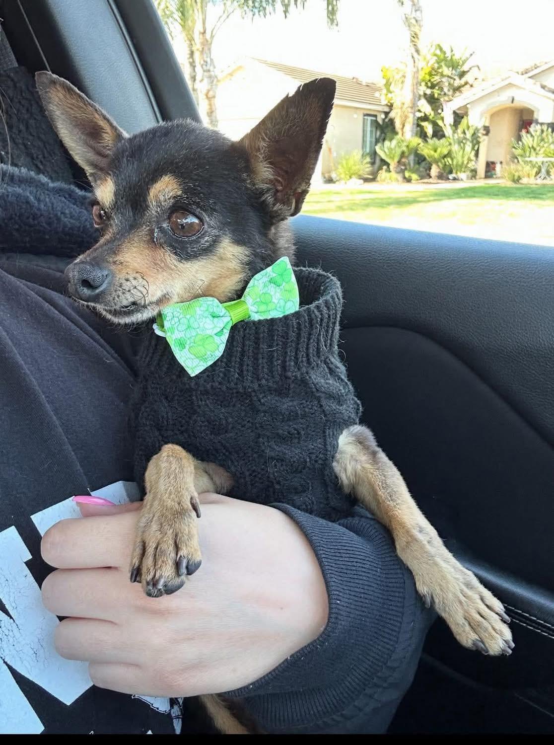 Rocco, adopted, Senior Male Terrier & Chihuahua.