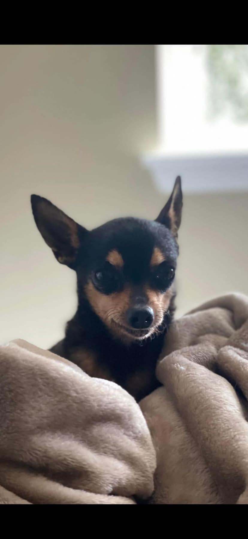 Rocco, an adopted mixed breed in Fresno, CA image 2/2