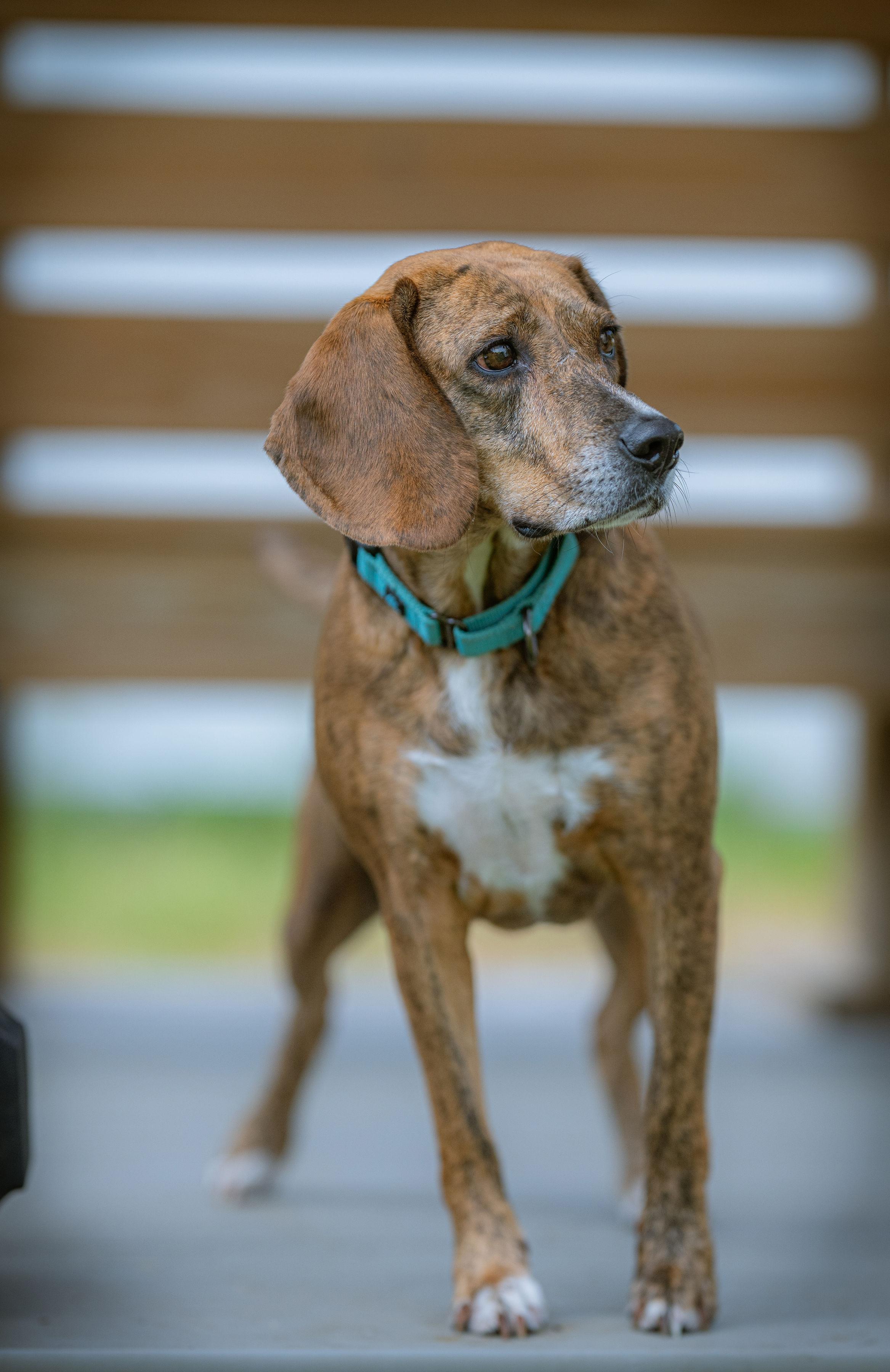 Hazel, a ADOPTABLE mixed breed in Paris, ME image 2/4