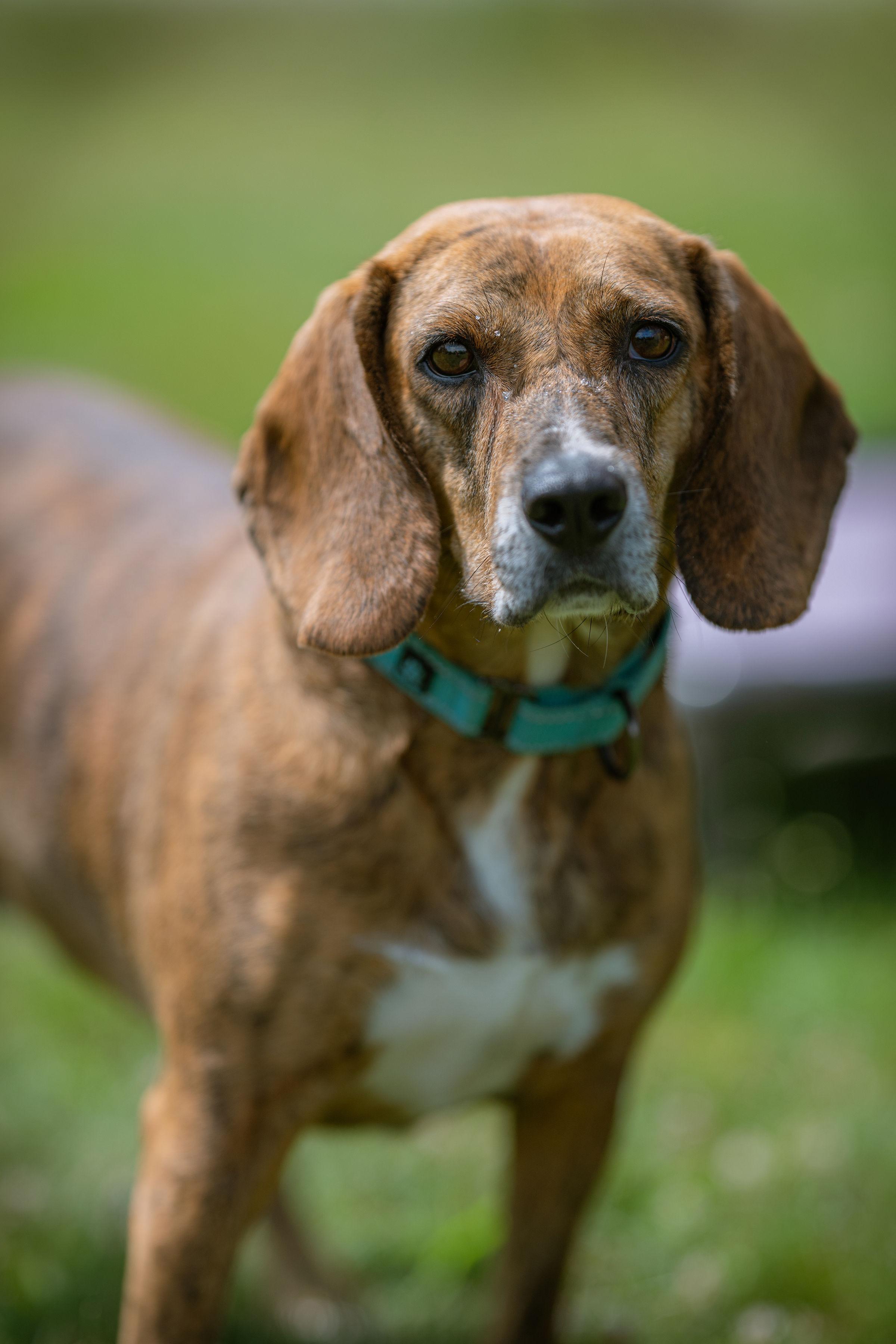 Hazel, a ADOPTABLE mixed breed in Paris, ME image 3/4