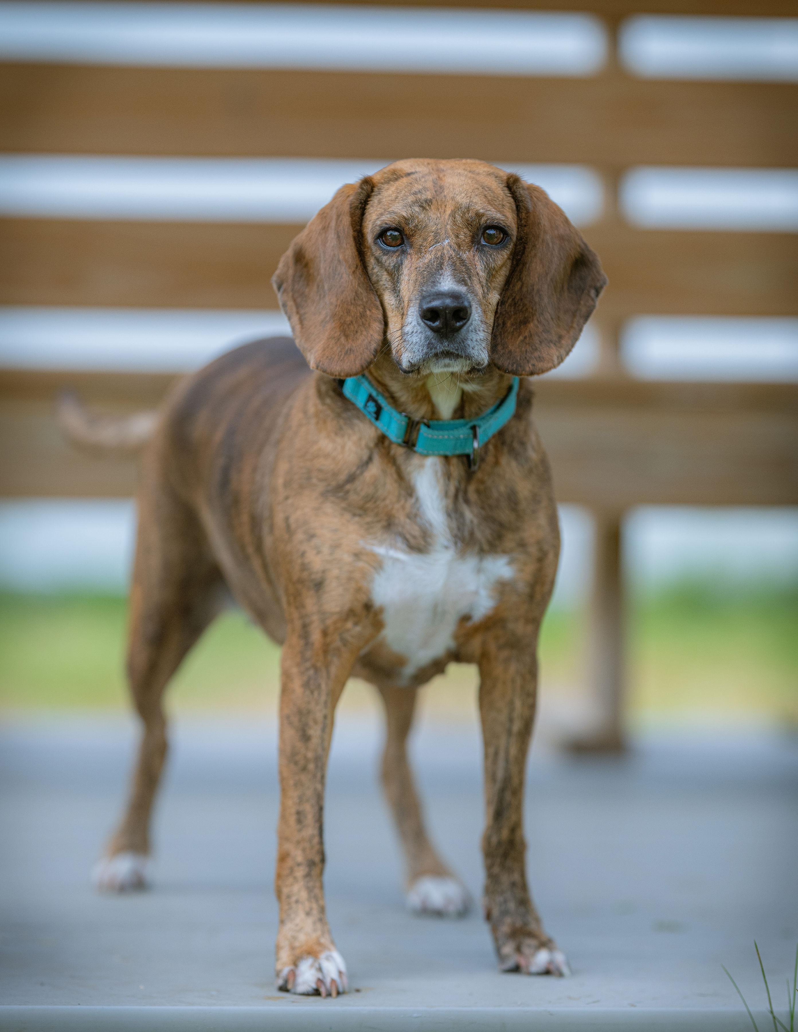 Hazel, ADOPTABLE, Adult Female Beagle.