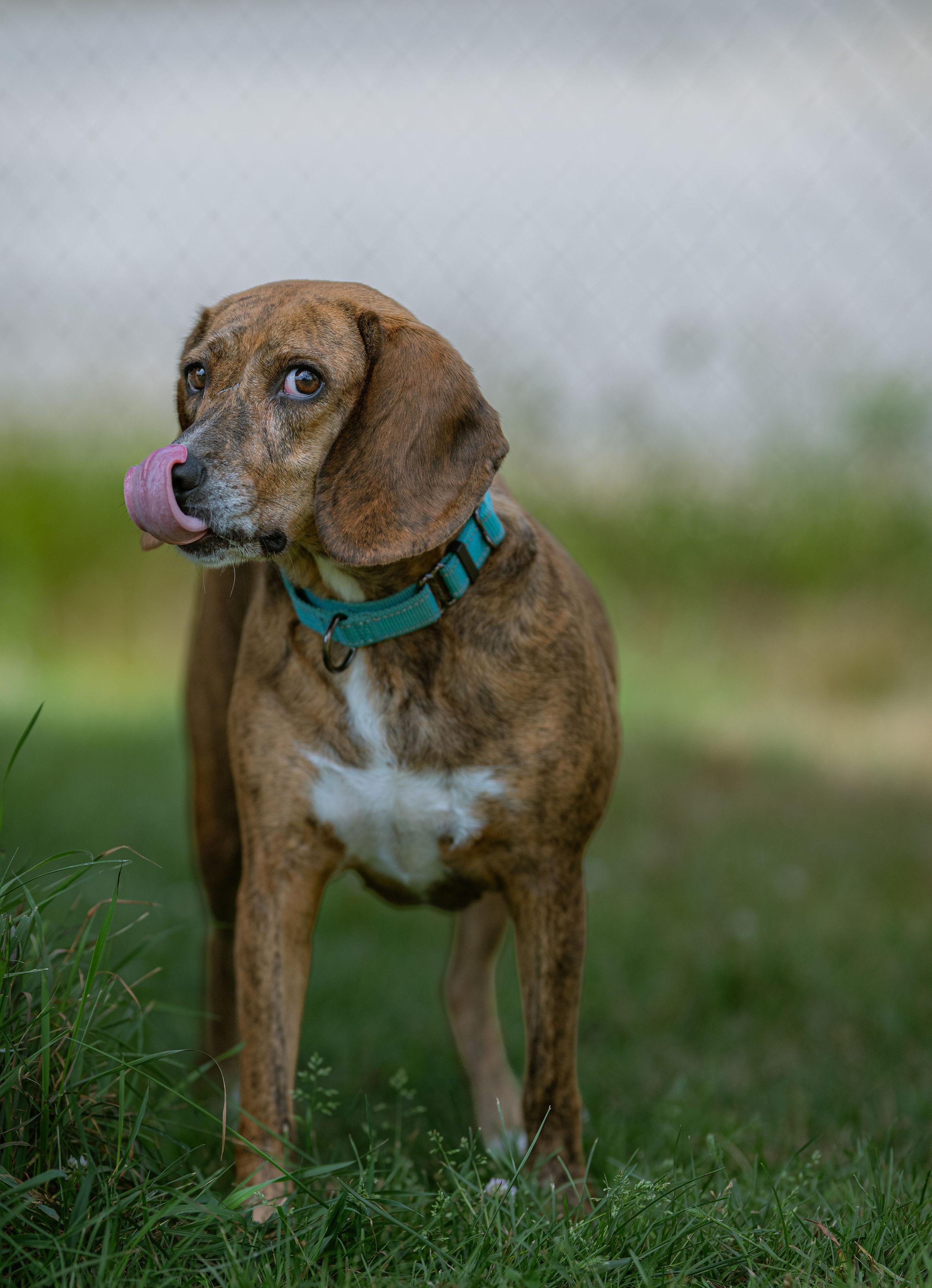 Hazel, a ADOPTABLE mixed breed in Paris, ME image 4/4