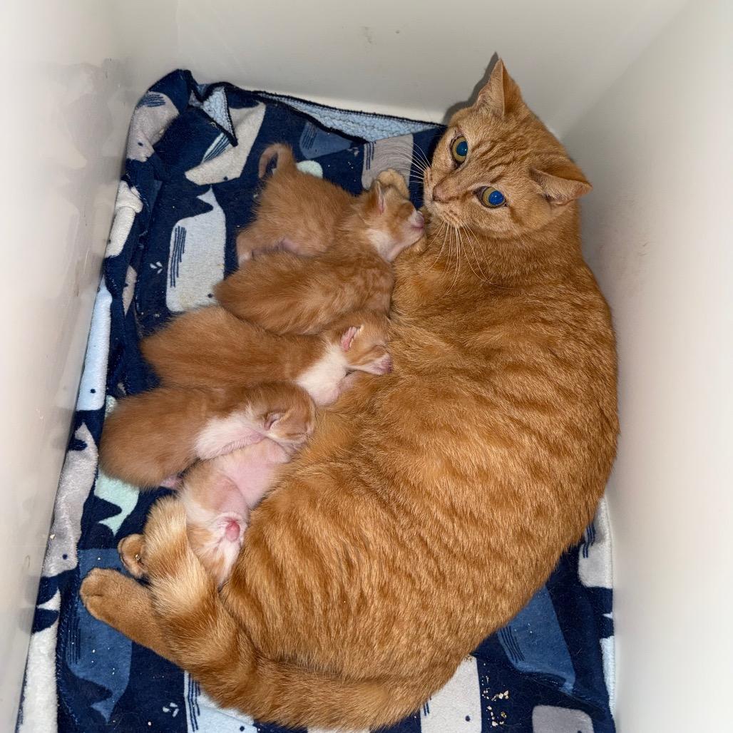 Sashimi, Adoptable, Adult Female Domestic Short Hair.