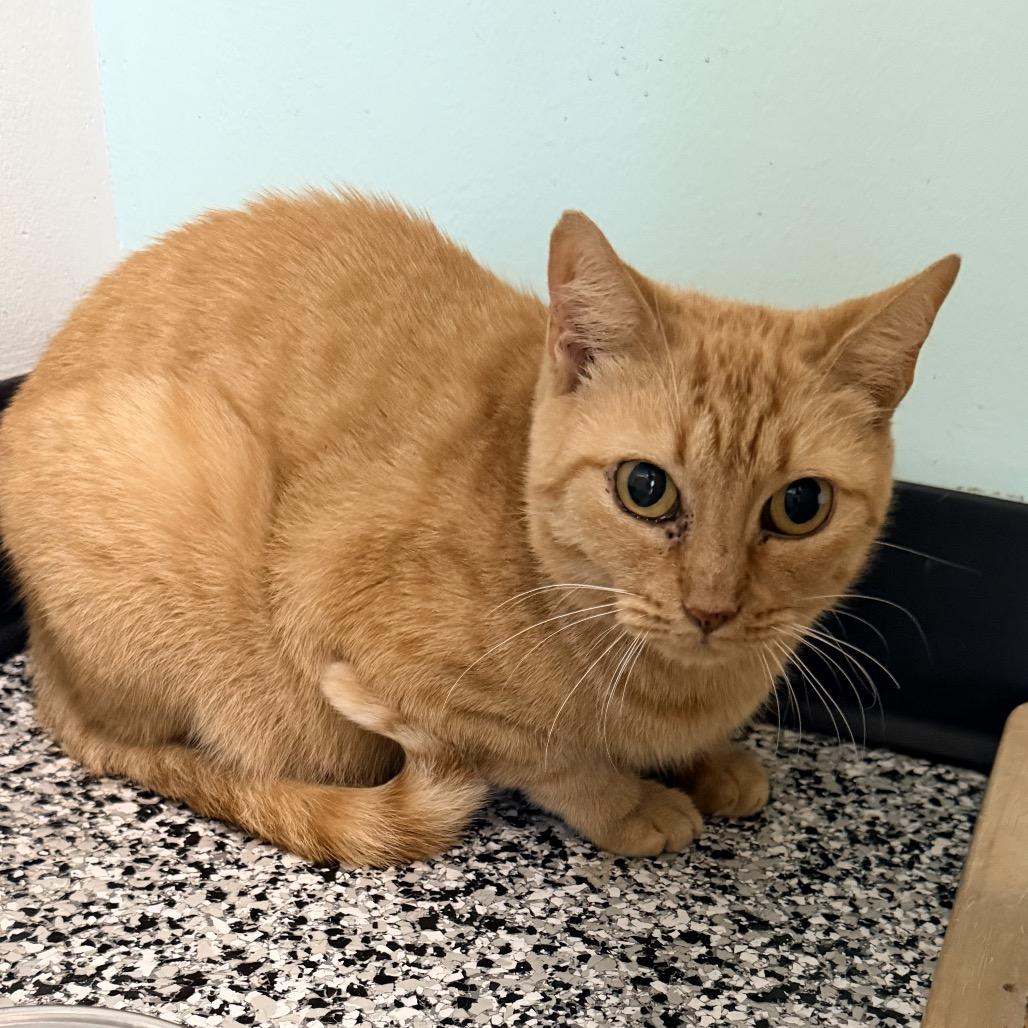 Enlarge Sashimi, a Adoptable Domestic Short Hair in Ponte Vedra Beach, FL image 2/2