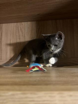 Marie, Adoptable, Young Female Domestic Short Hair & Domestic Short Hair.