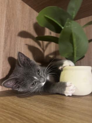 Enlarge Marie, a Adoptable mixed breed in Lawrenceville, GA image 1/2