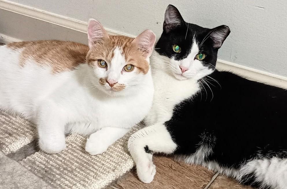 Fudgsicle thumbnail 2