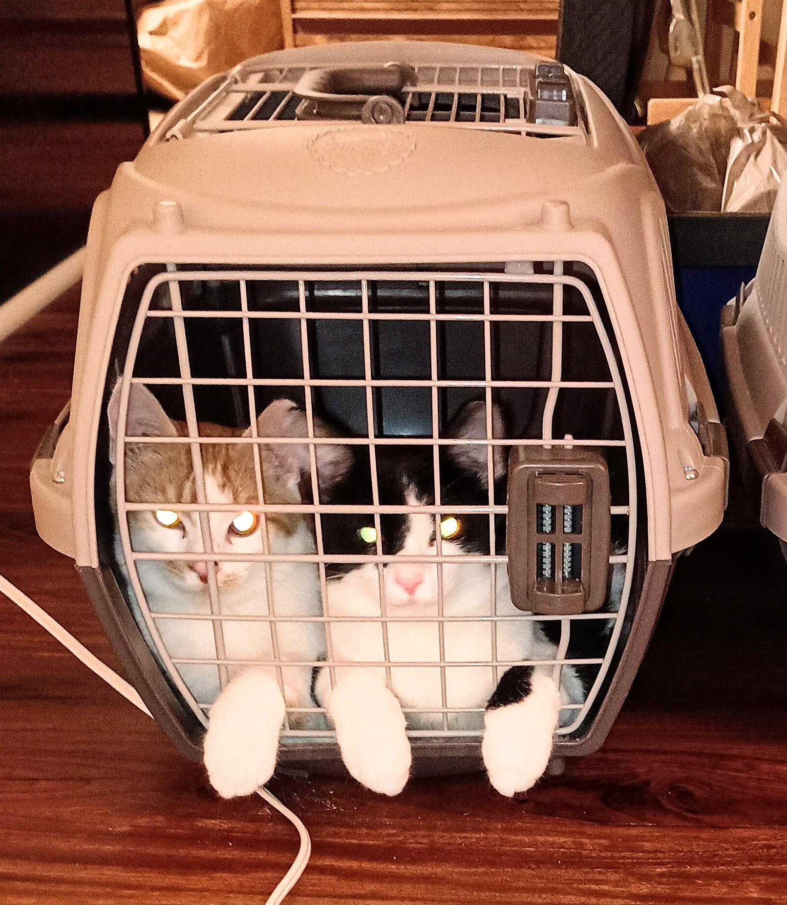 Fudgsicle thumbnail 4