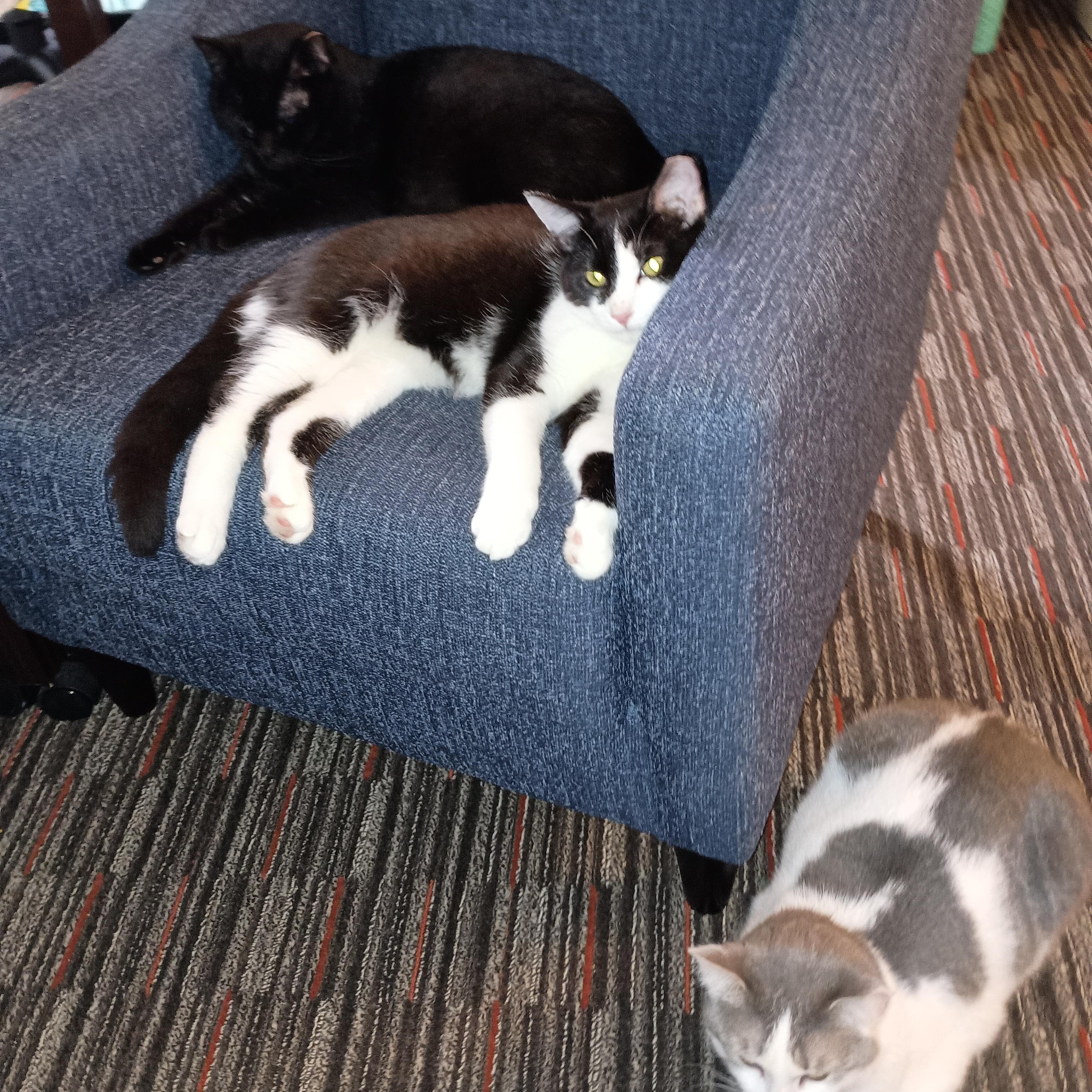 Fudgsicle thumbnail 6