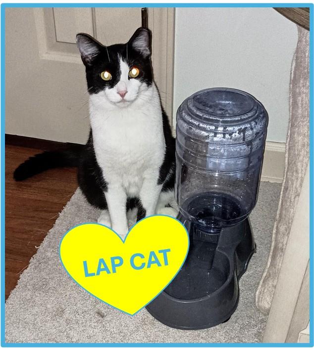 FUDGSICLE, Adoptable, Young Male Domestic Short Hair.