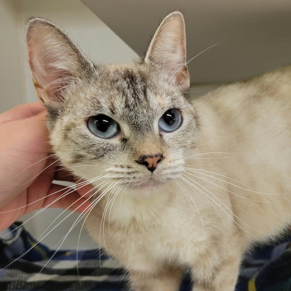 Celia Mae, Adoptable, Adult Female Domestic Short Hair.