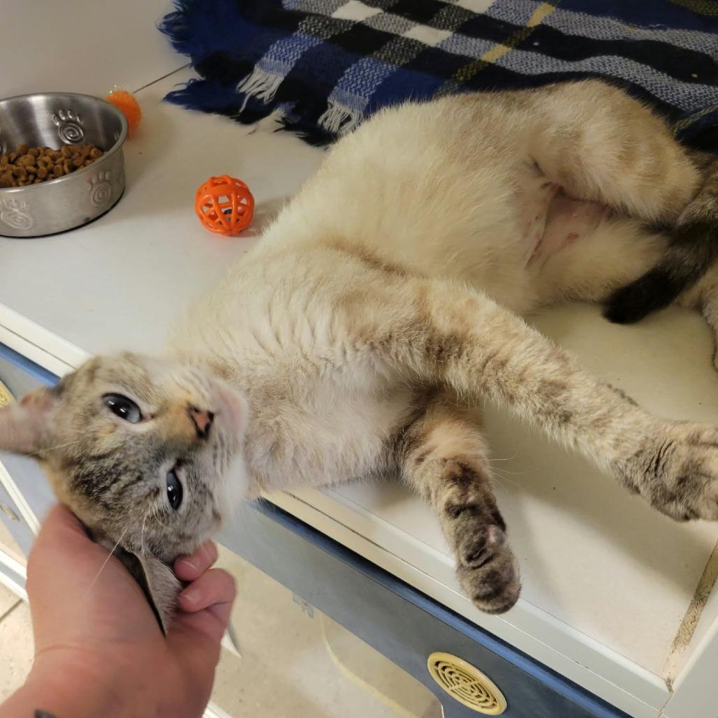 Enlarge Celia Mae, a Adoptable Domestic Short Hair in Columbia, MO image 2/4