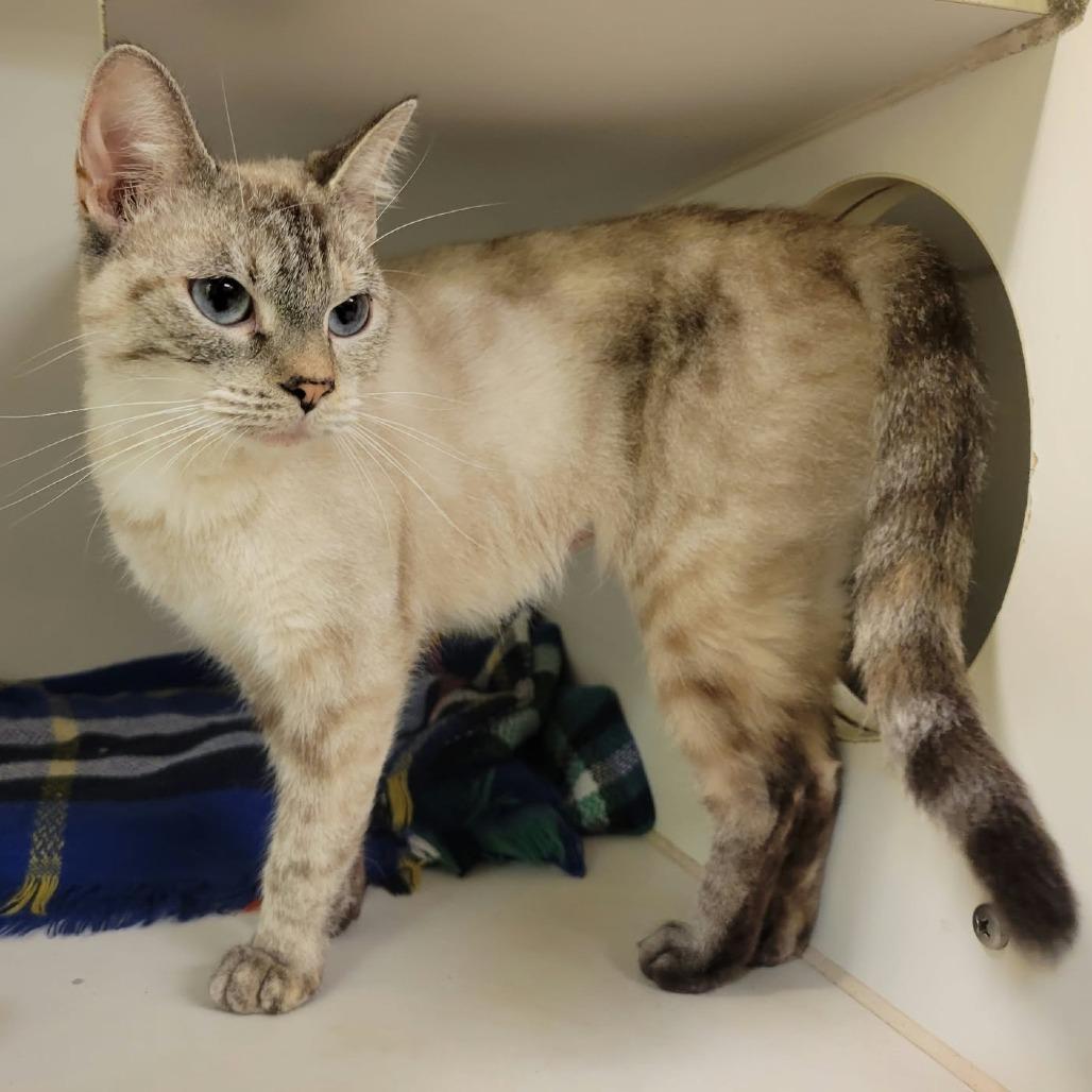 Enlarge Celia Mae, a Adoptable Domestic Short Hair in Columbia, MO image 3/4
