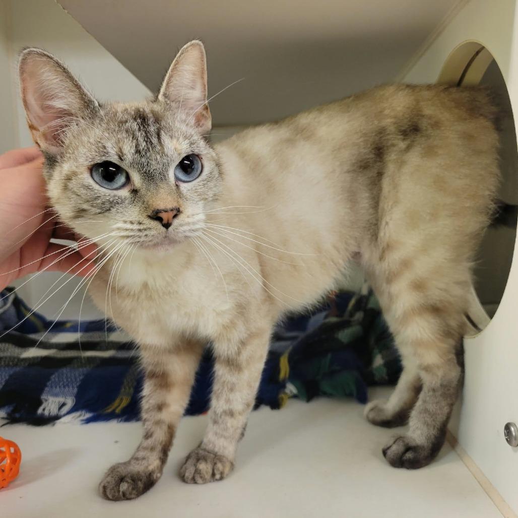 Enlarge Celia Mae, a Adoptable Domestic Short Hair in Columbia, MO image 4/4