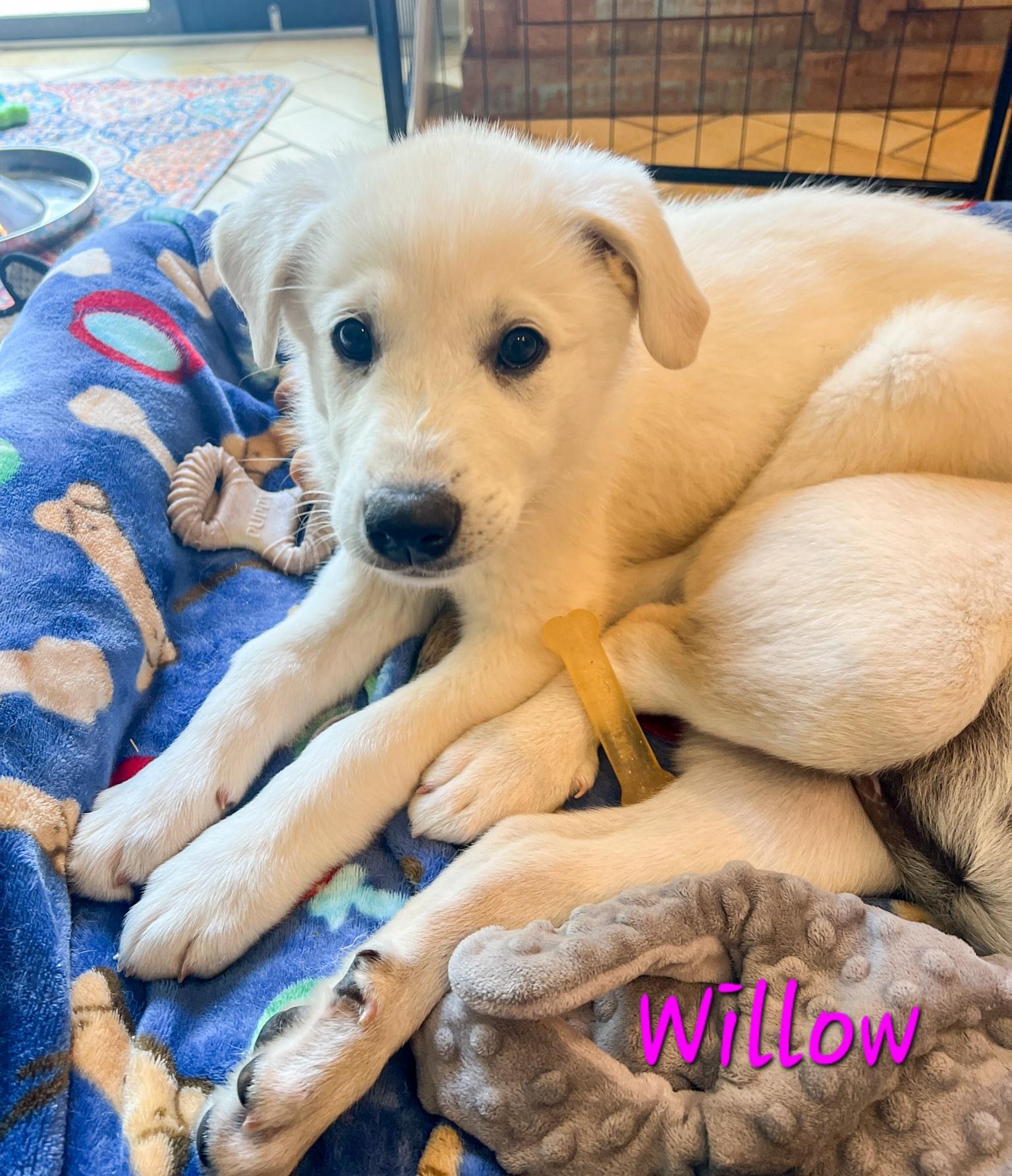 Enlarge Willow Woods, an adopted mixed breed in Atlanta, GA image 3/6