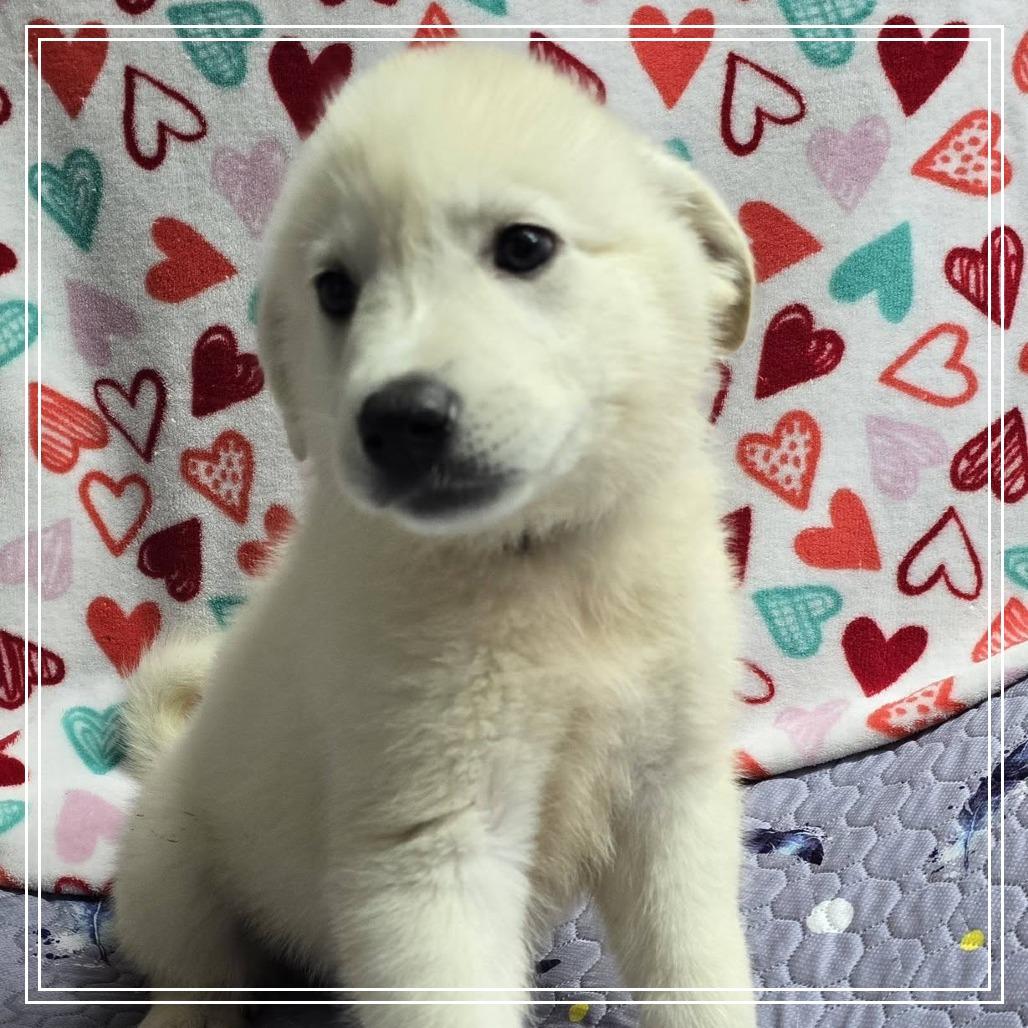 Enlarge Willow Woods, an adopted mixed breed in Atlanta, GA image 5/6