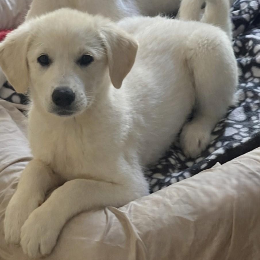 Willow Woods, adopted, Puppy Female Great Pyrenees & Anatolian Shepherd.