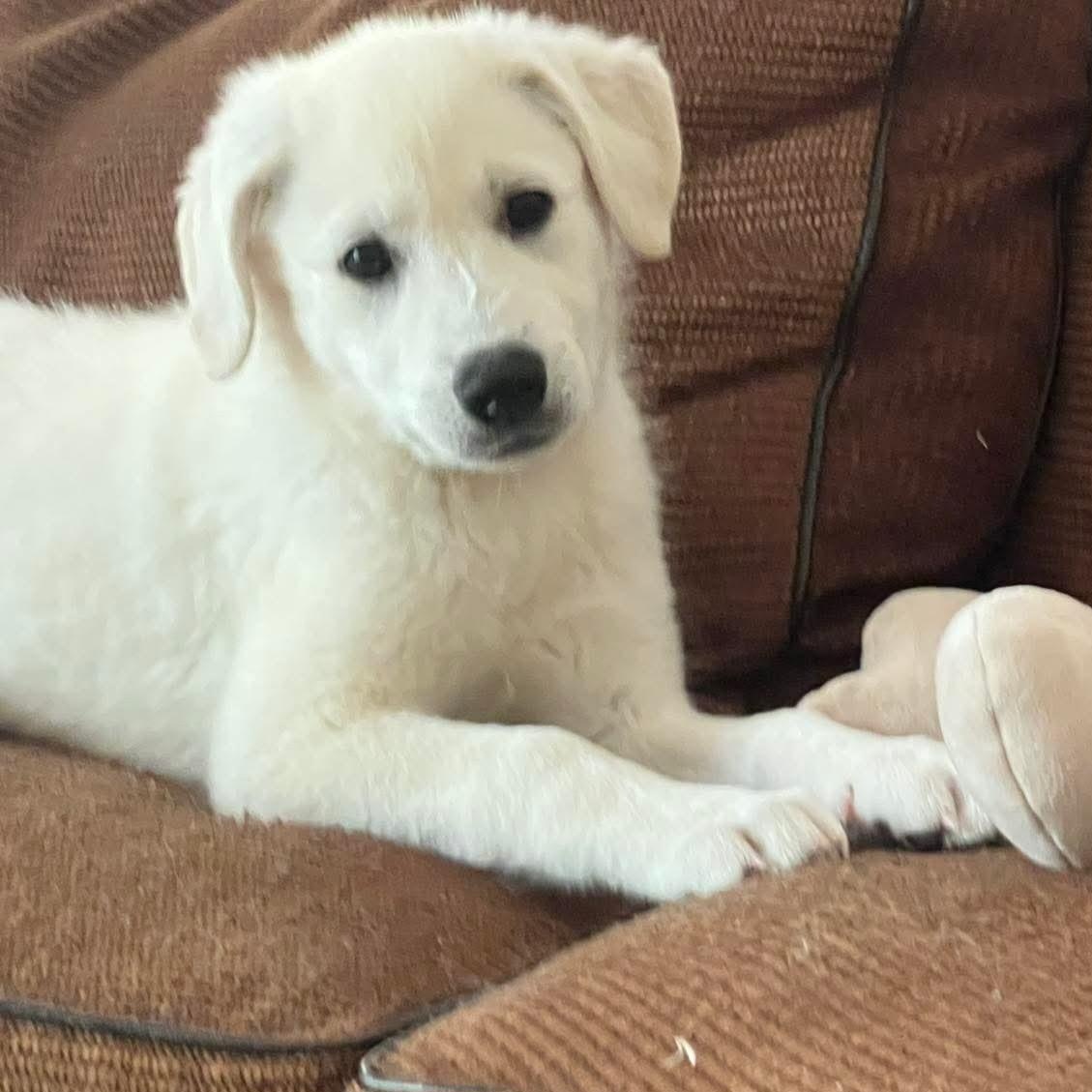 Enlarge Willow Woods, an adopted mixed breed in Atlanta, GA image 4/6