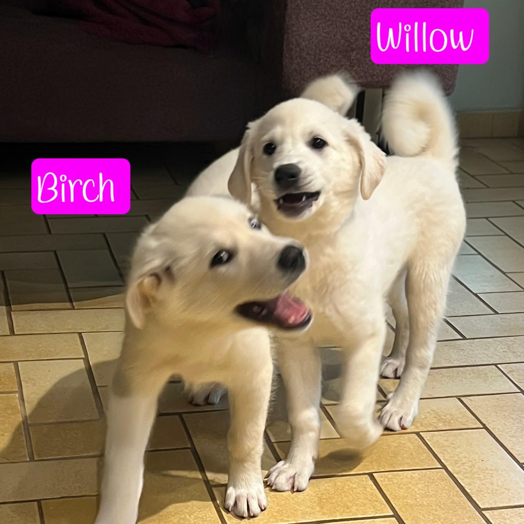 Enlarge Willow Woods, an adopted mixed breed in Atlanta, GA image 2/6