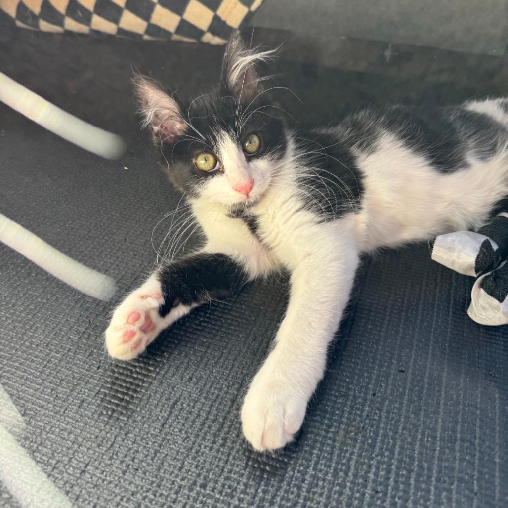 Pooka, Adoptable, Young Female Domestic Medium Hair.