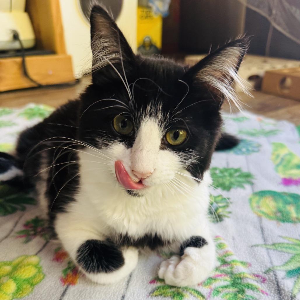 Pooka, a Adoptable Domestic Medium Hair in Santa Rosa, CA image 2/6