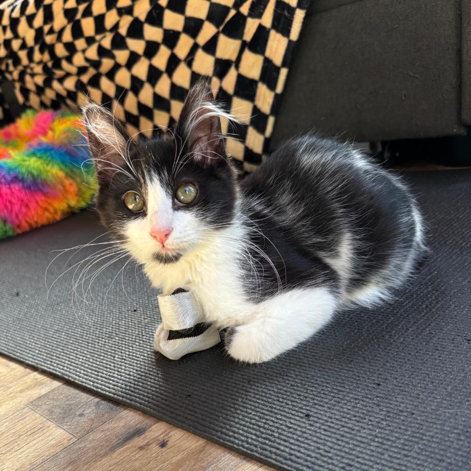Pooka, a Adoptable Domestic Medium Hair in Santa Rosa, CA image 3/6