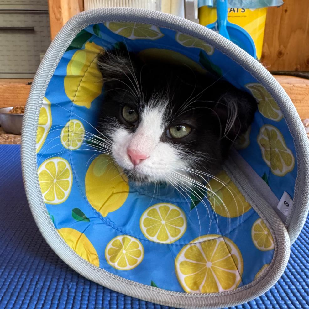 Pooka, a Adoptable Domestic Medium Hair in Santa Rosa, CA image 4/6