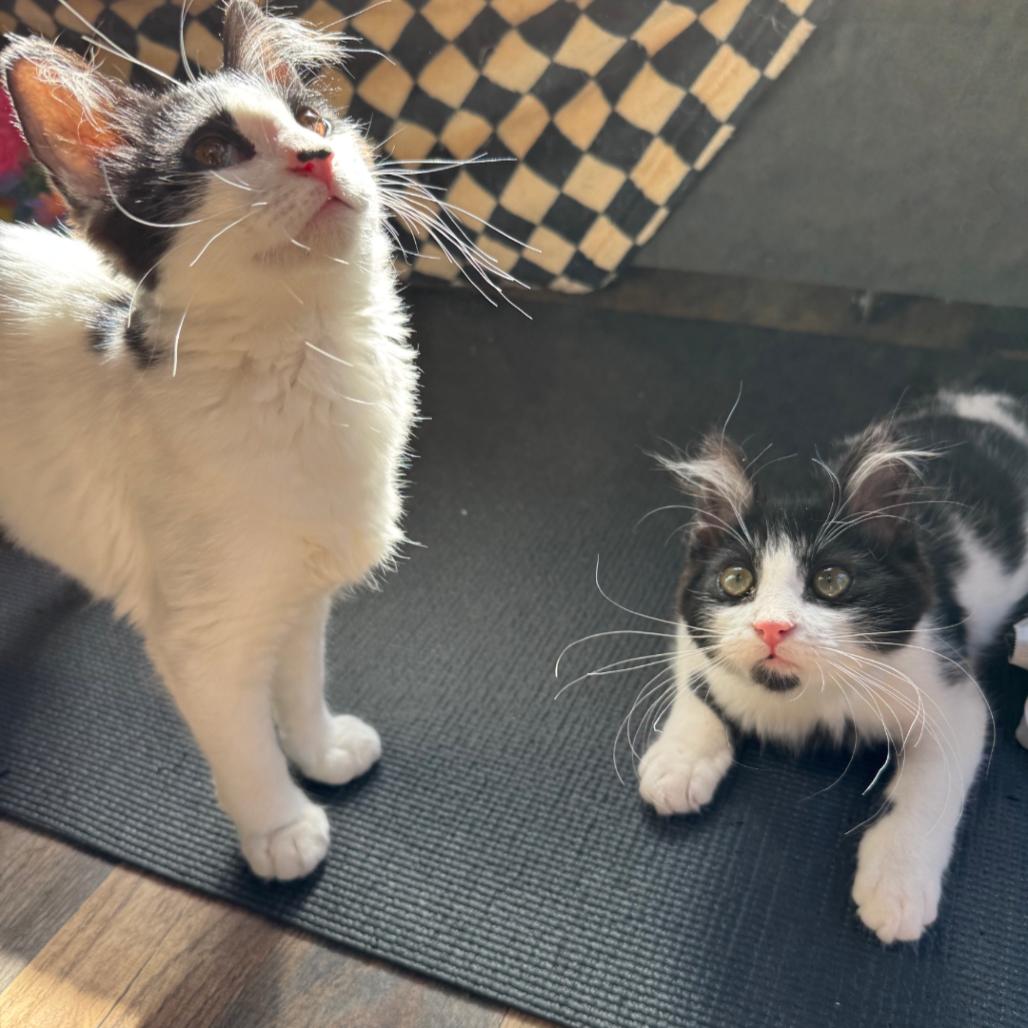 Pooka, a Adoptable Domestic Medium Hair in Santa Rosa, CA image 5/6