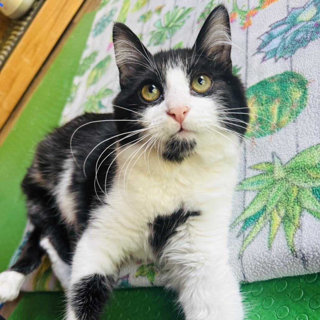 Pooka, a Adoptable Domestic Medium Hair in Santa Rosa, CA image 6/6