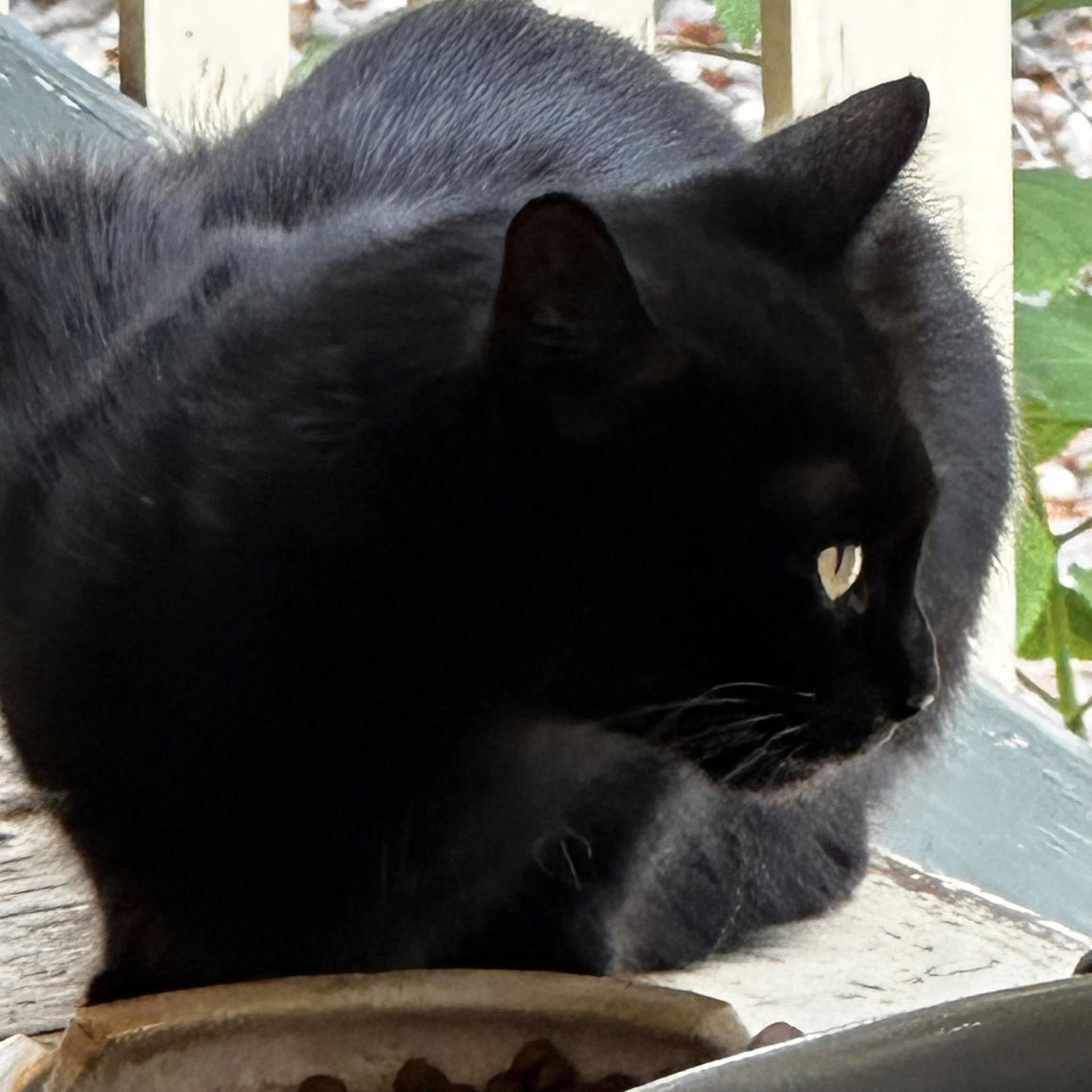 Diana, Adoptable, Young Female Domestic Short Hair.