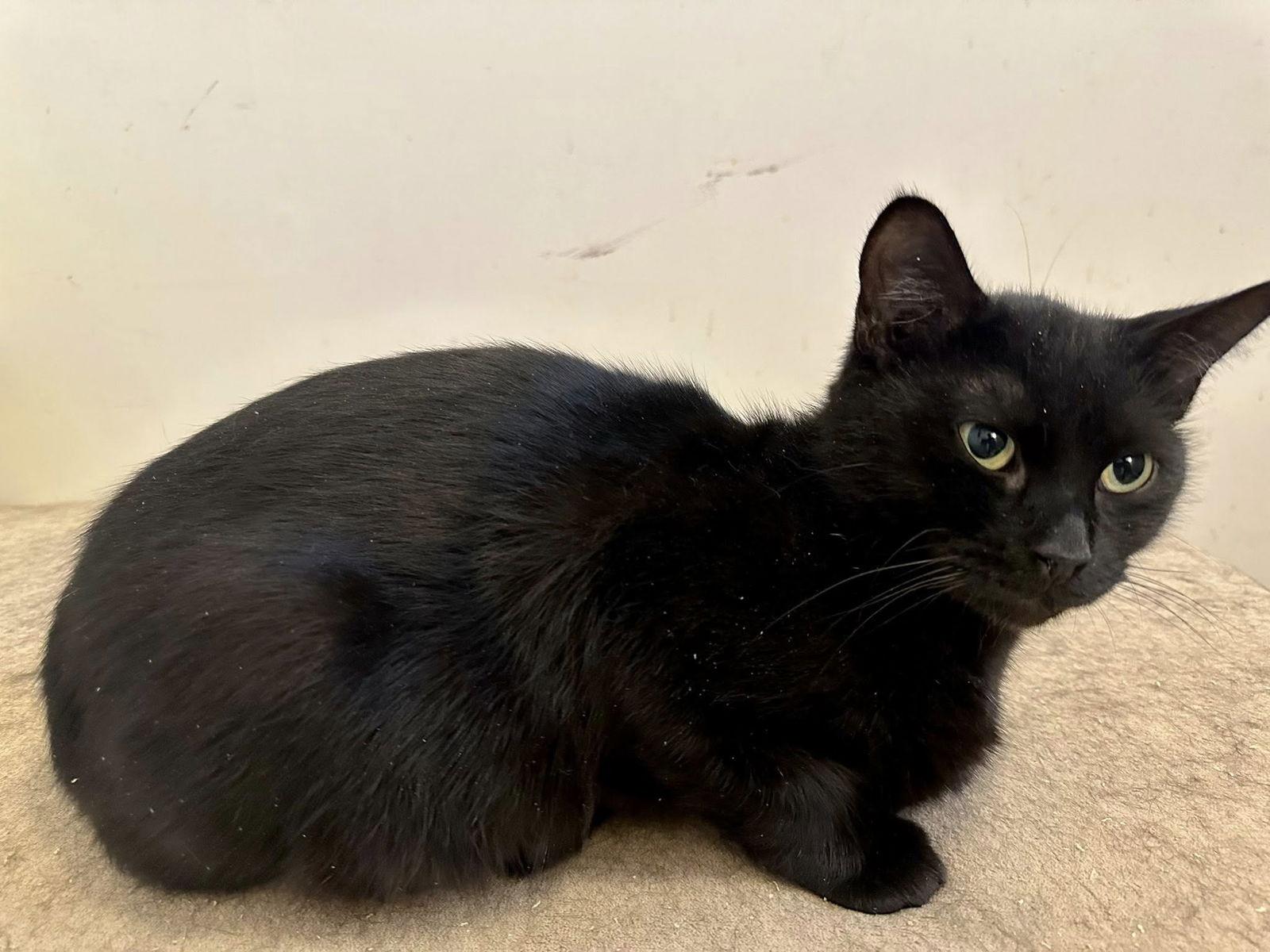 Enlarge Diana, a Adoptable Domestic Short Hair in Orleans, ON image 2/3