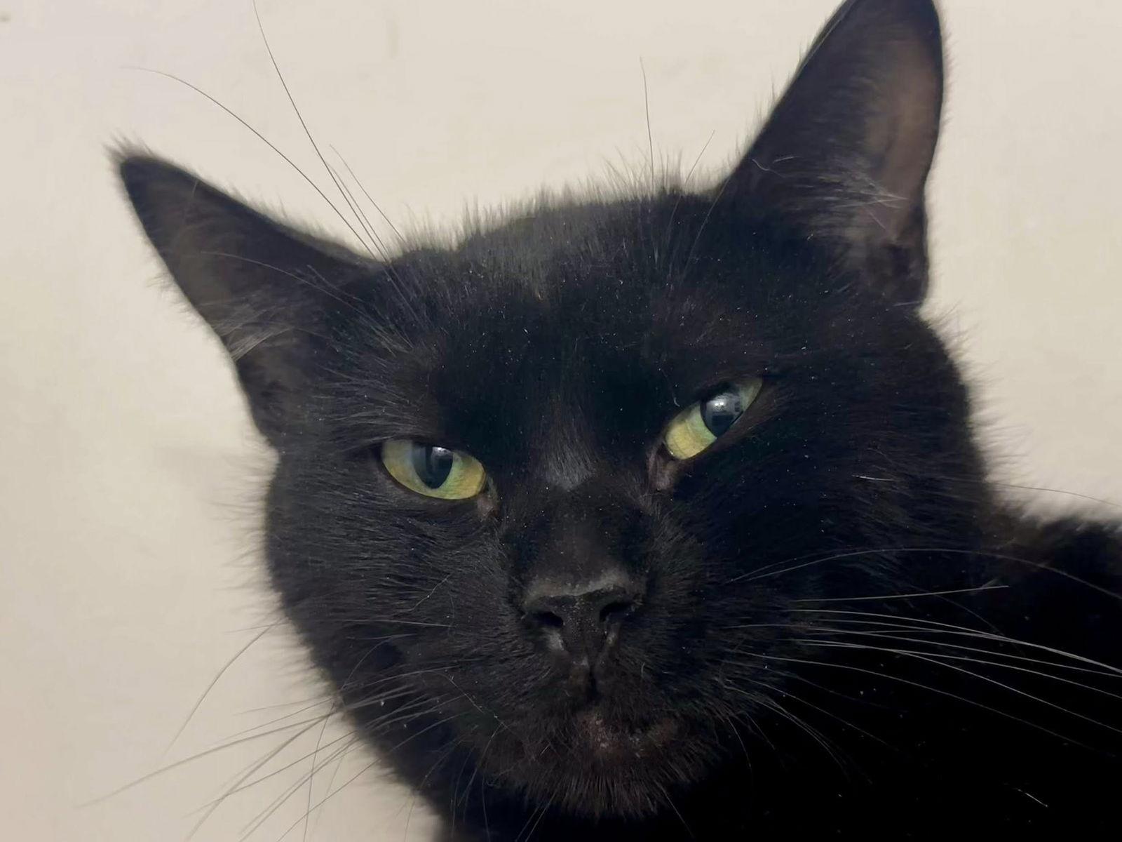 Enlarge Diana, a Adoptable Domestic Short Hair in Orleans, ON image 3/3