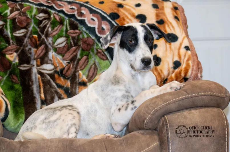 Enlarge Molly, an adopted mixed breed in Brazoria, TX image 1/1