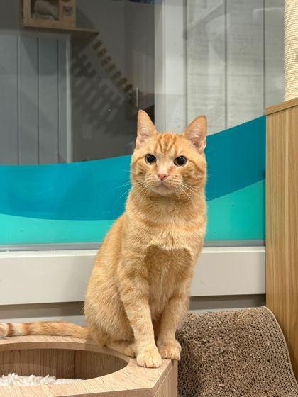 Gibbs (in foster), Adoptable, Adult Male Domestic Short Hair & Domestic Short Hair.