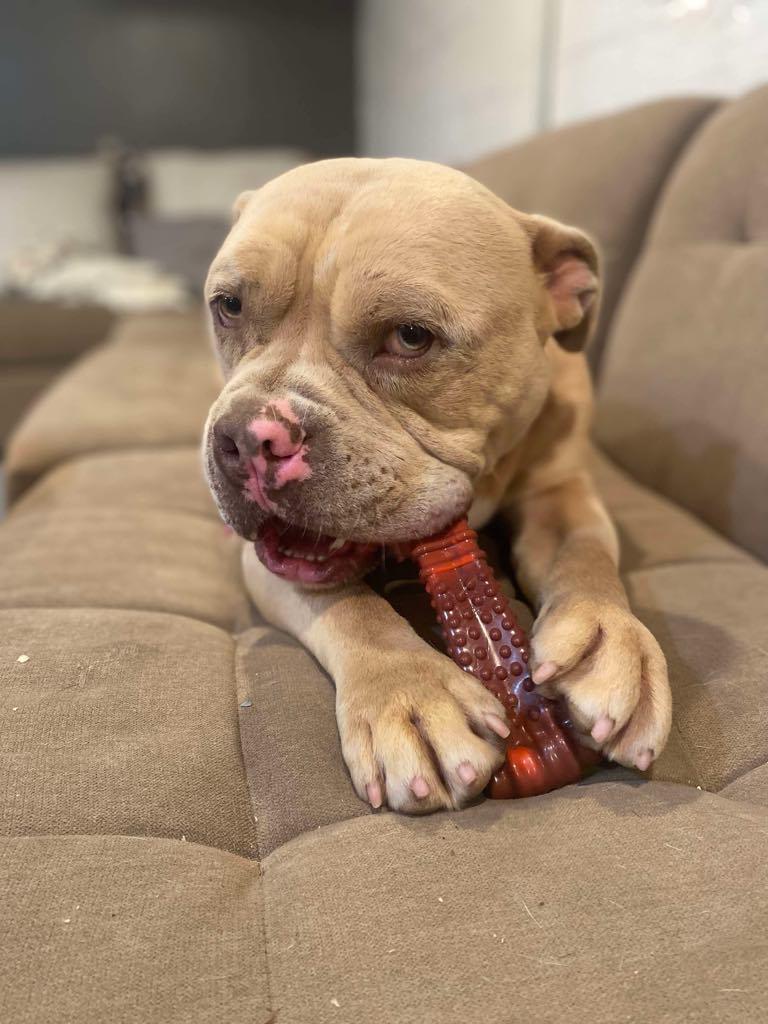 Cappy (Foster Needed)