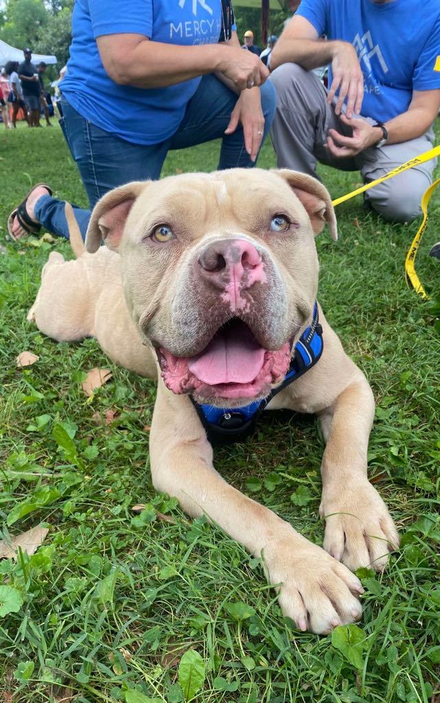 Cappy (Foster Needed)