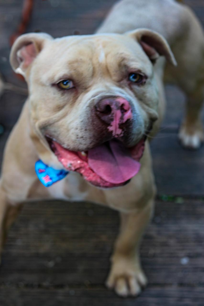 Cappy (Foster Needed)