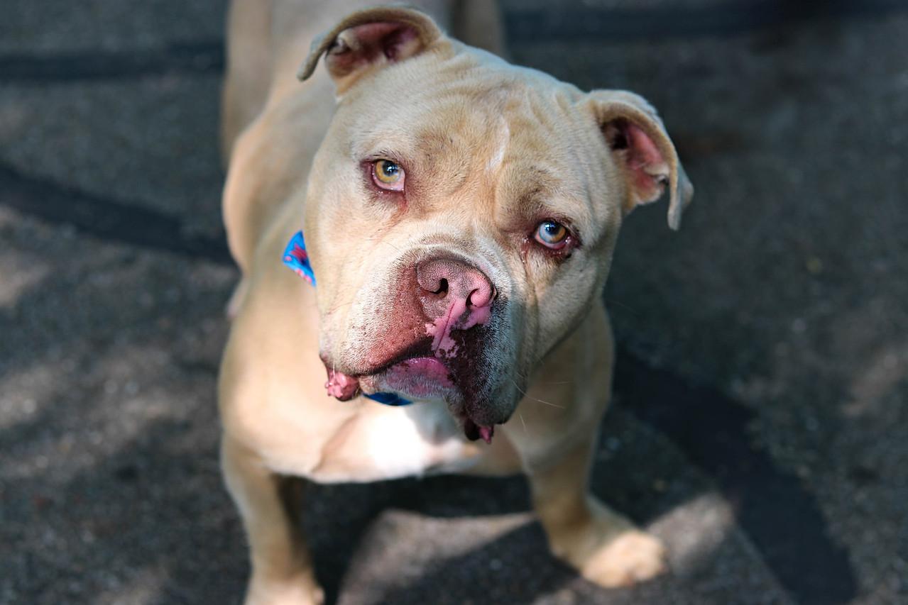 Cappy (Foster Needed)