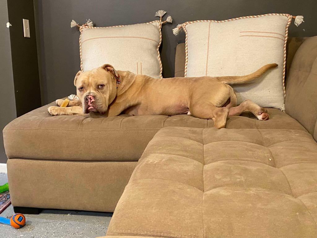 Cappy (Foster Needed)
