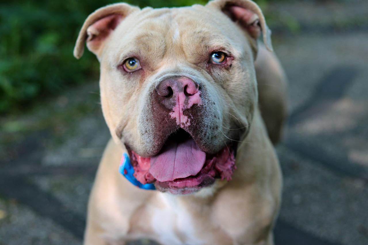 Cappy (Foster Needed)