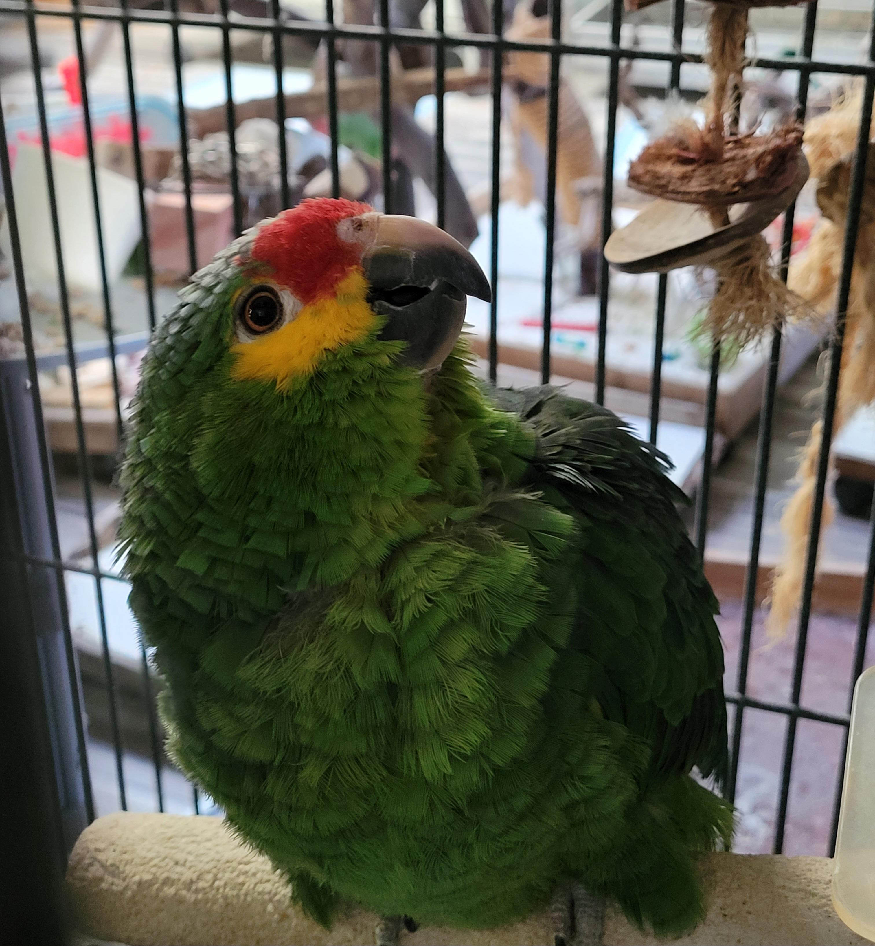 Willie, Adult Unknown Amazon