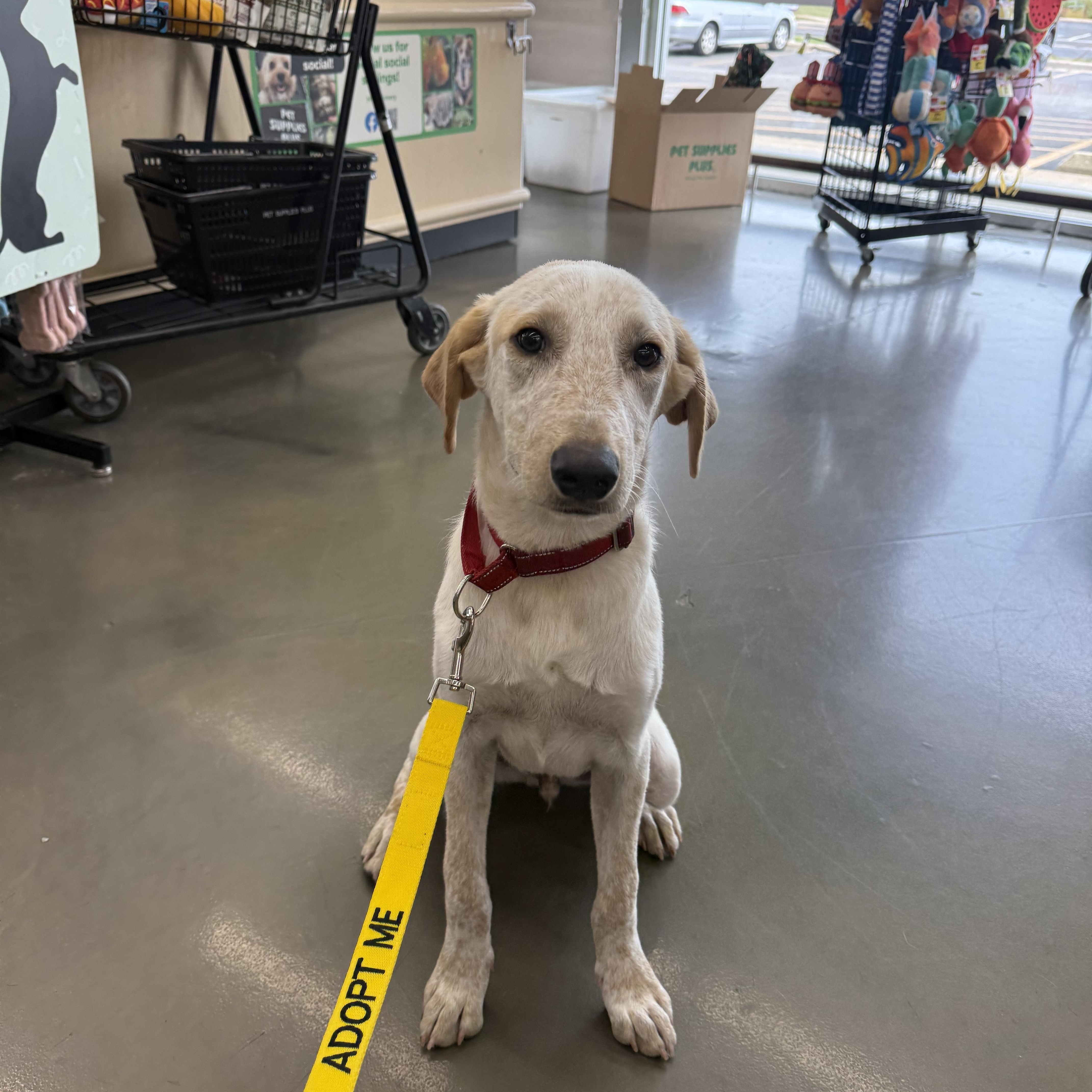 Andy, a Adoptable mixed breed in Oswego, IL image 3/6