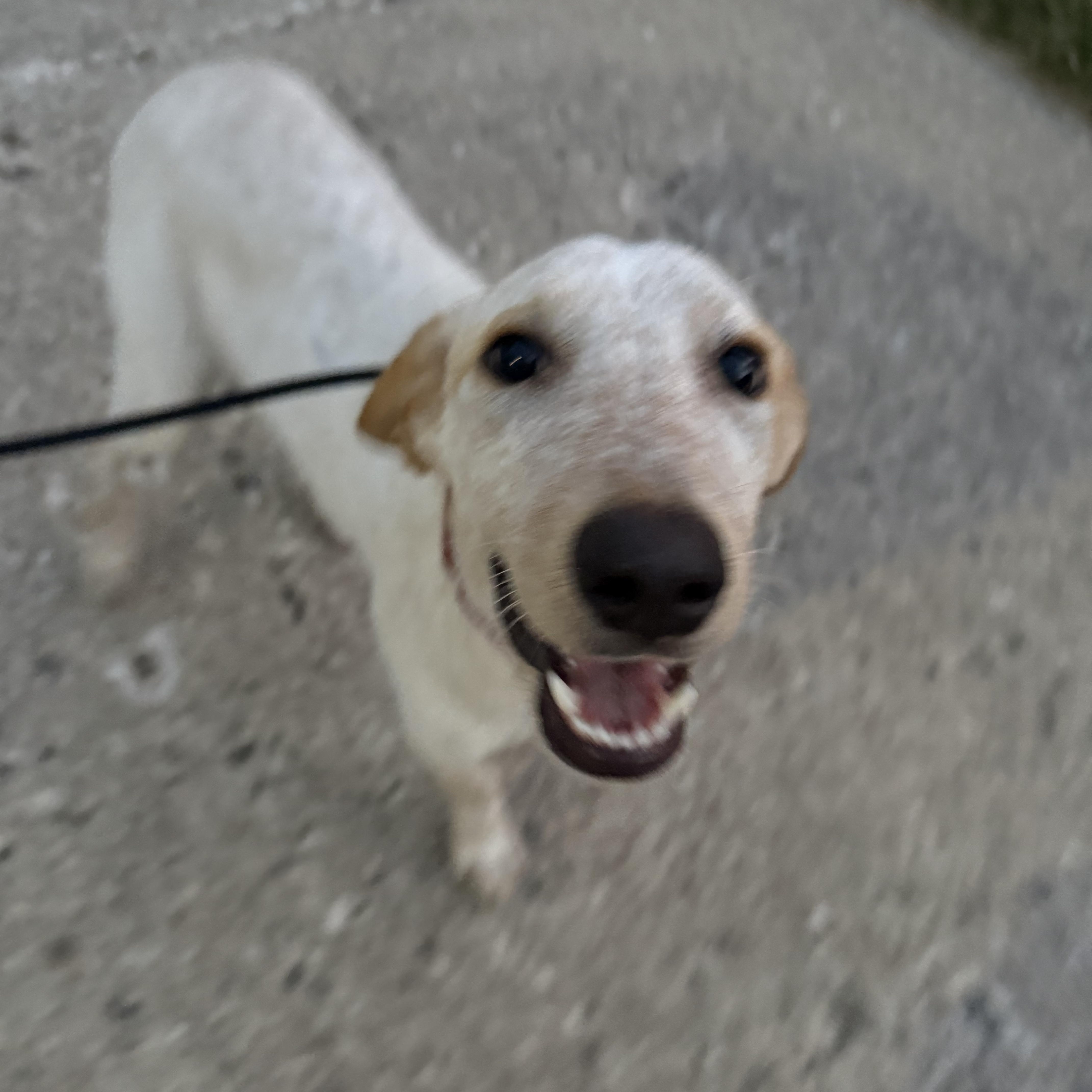 Andy, a Adoptable mixed breed in Oswego, IL image 2/6