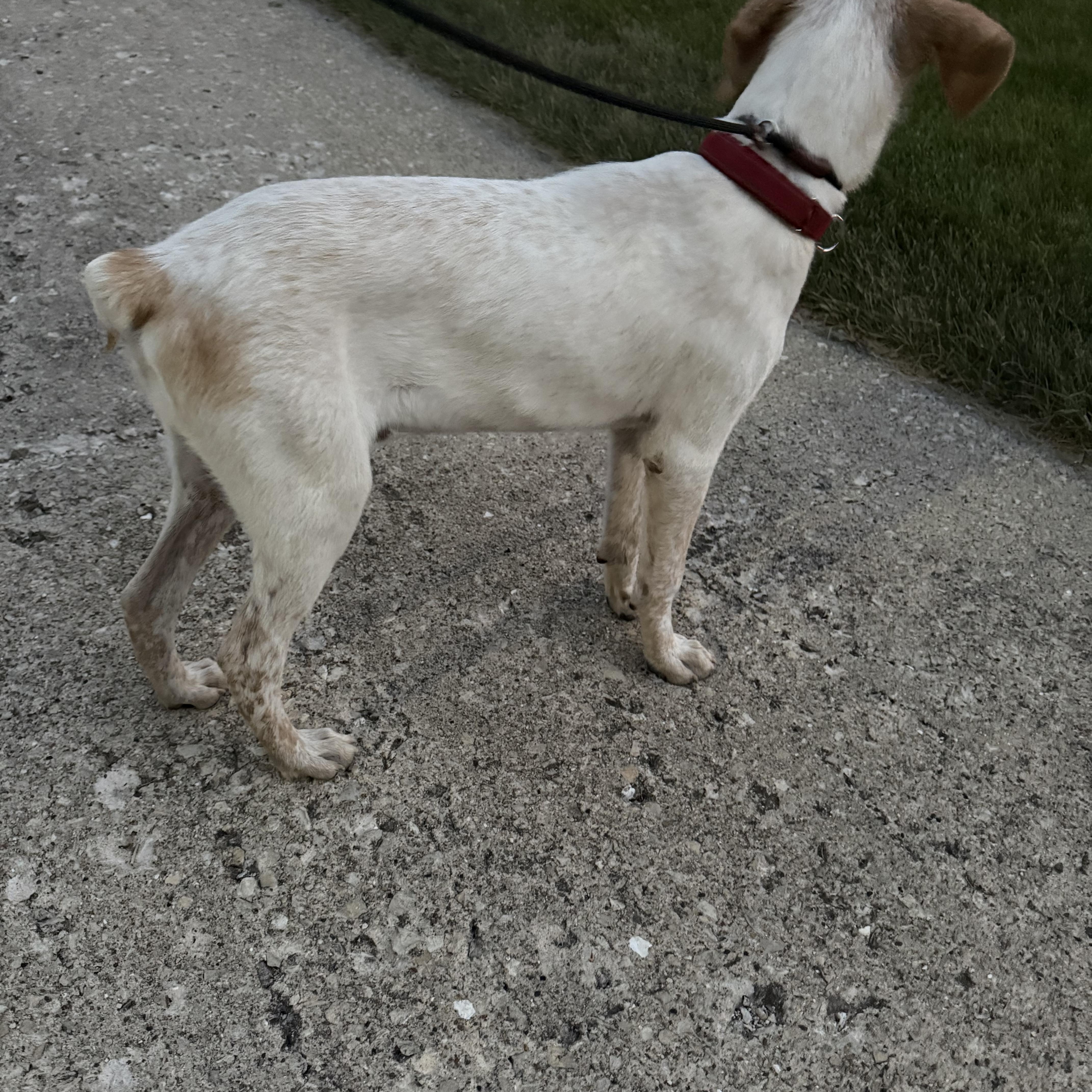 Andy, a Adoptable mixed breed in Oswego, IL image 5/6